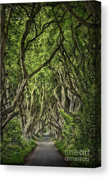 Dark Hedges Canvas Print featuring the photograph The Dark Hedges by Evelina Kremsdorf