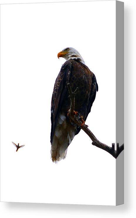 Bald Canvas Print featuring the photograph The Eagle and The Hummingbird by Tranquil Light Photography
