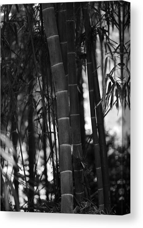 Bamboo Canvas Print featuring the photograph The Emperor's Garden by Brad Brizek