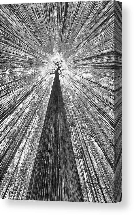 Forest Canvas Print featuring the photograph The Giant by Francois Casanova