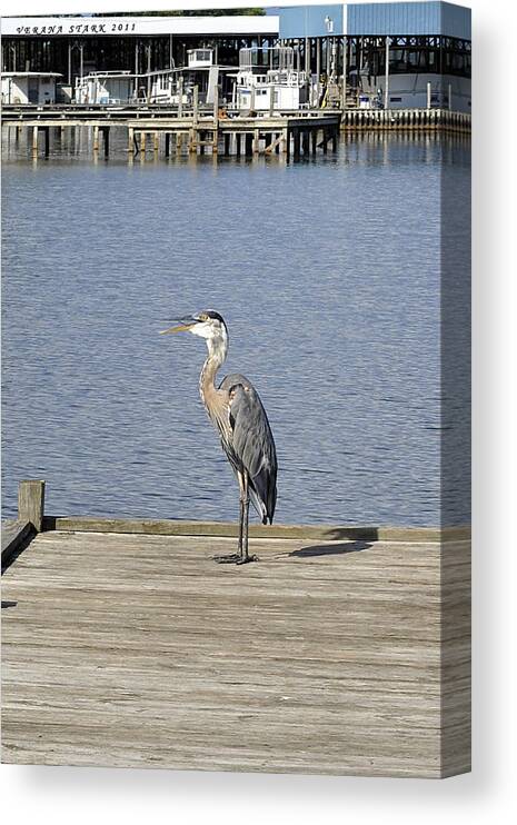 Great Blue Heron Canvas Print featuring the photograph The Great Blue Heron by Verana Stark