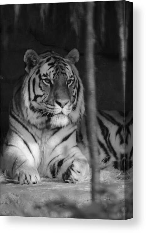 Amur Canvas Print featuring the photograph The Jungle's Ruler by Laddie Halupa