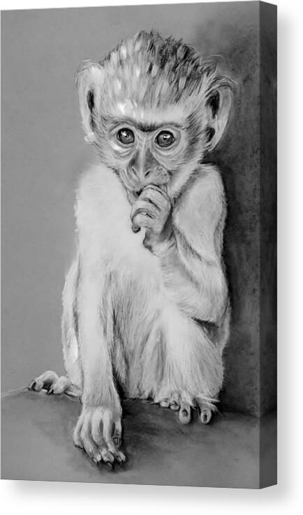 Juvenile Monkey Canvas Print featuring the drawing The Juvenile by Jean Cormier