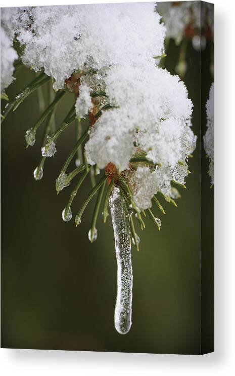 3scape Photos Canvas Print featuring the photograph The Last Snow by Adam Romanowicz