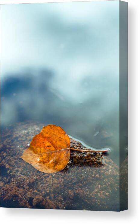 Fall Canvas Print featuring the photograph The Leaf by Jonathan Nguyen