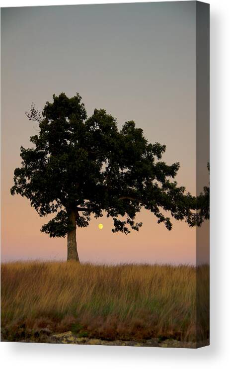 Blue Ridge Parkway Canvas Print featuring the photograph The Lone Tree at Doughton Park by John Harmon