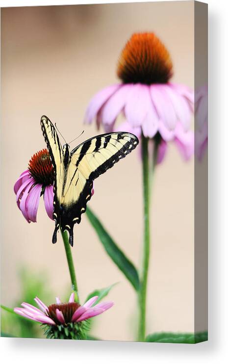 Swallowtail Canvas Print featuring the photograph The Swallowtail by Trina Ansel