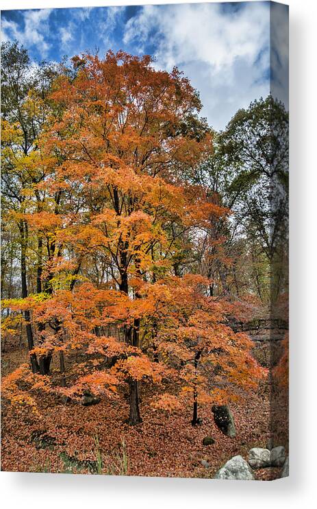 Tree Canvas Print featuring the photograph The Stand Out by Cathy Kovarik