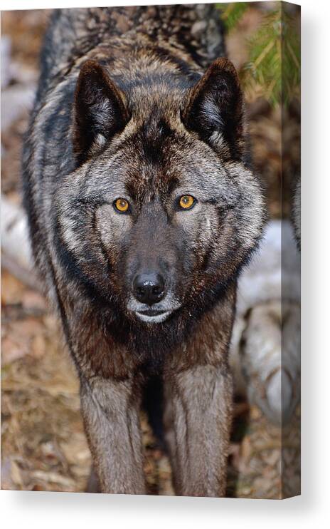 Wolf Canvas Print featuring the photograph The Stare by Gary Slawsky