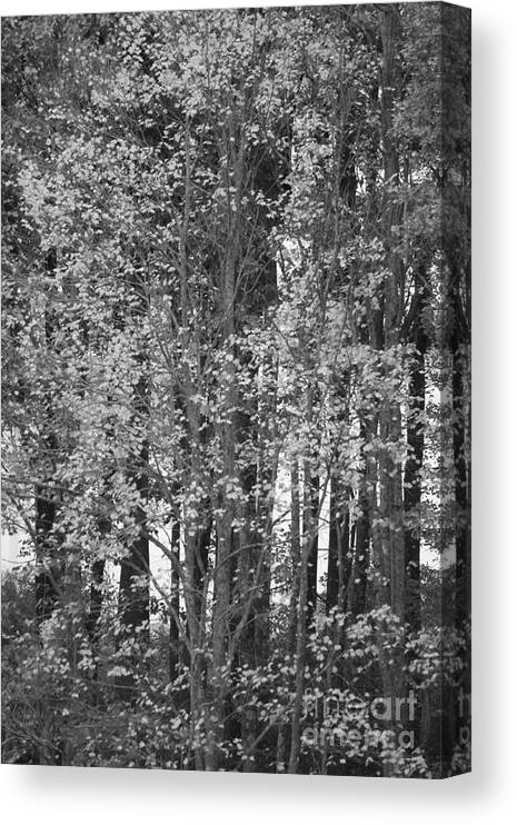 Black And White Canvas Print featuring the photograph The Tree by Jennifer E Doll