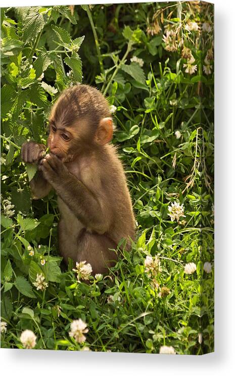 Snow Monkey Canvas Print featuring the photograph This Is Yummy by Theo OConnor