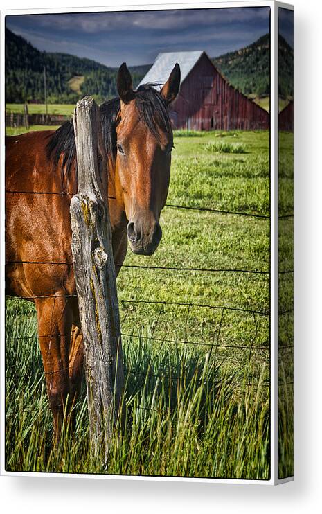 Horse Canvas Print featuring the photograph Thompson Park Ranch Horse by Priscilla Burgers