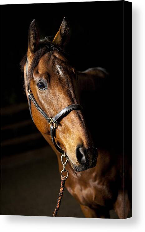 Horse Canvas Print featuring the photograph Thoroughbred Race Horse by Samuel Whitton