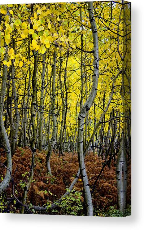 Colorado Canvas Print featuring the photograph Through the Aspen Forest by Ellen Heaverlo