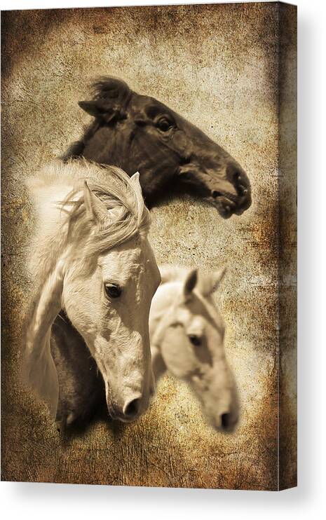 Horse Art Canvas Print featuring the photograph Three Horses West by Steve McKinzie