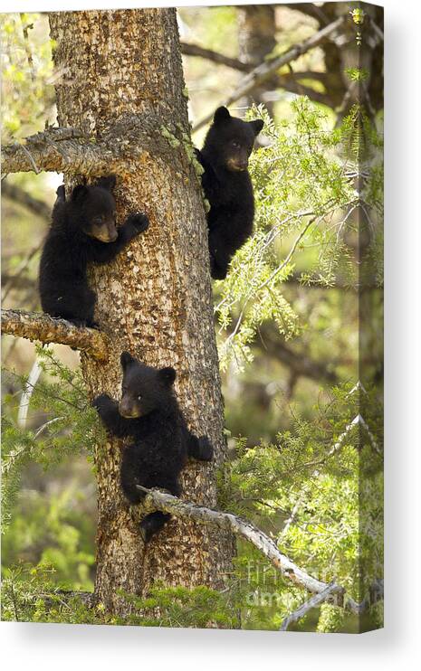 Black Bears Canvas Print featuring the photograph Family Tree by Aaron Whittemore
