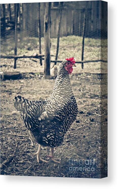 Animal Canvas Print featuring the photograph Through the Barb Wire Fence - Sally by Trish Mistric