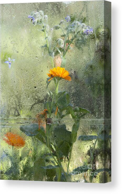 Calendula Canvas Print featuring the photograph Through The Window by Tim Gainey