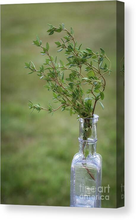 Thyme Canvas Print featuring the photograph Thyme in a Bottle by Scott Thorp