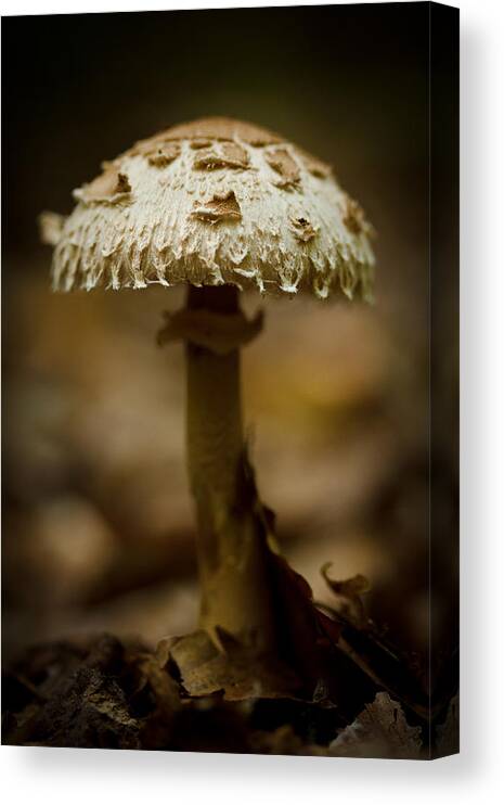 Mushroom Canvas Print featuring the photograph Tiffany Shroom by Shane Holsclaw