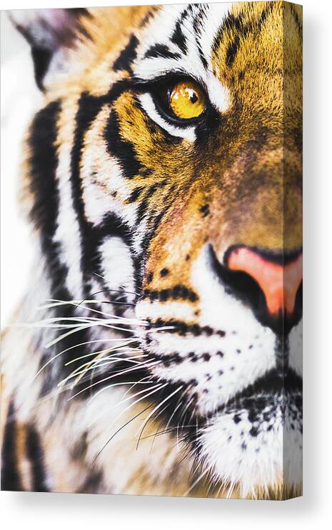 Big Cat Canvas Print featuring the photograph Tiger by Deimagine