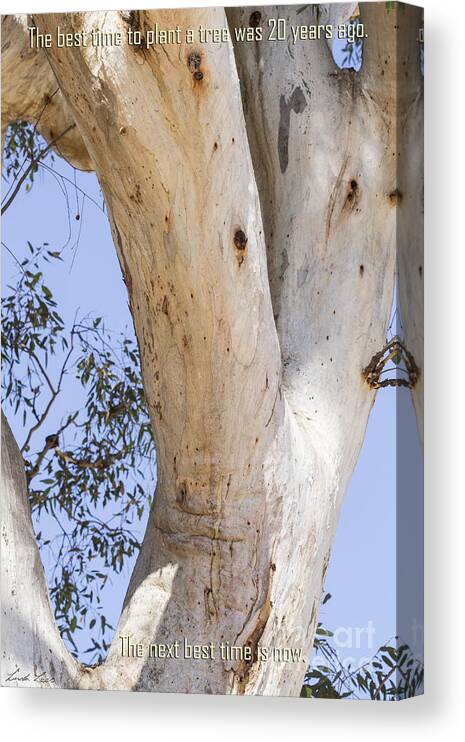 Tree Canvas Print featuring the photograph Time to Plant a Tree by Linda Lees