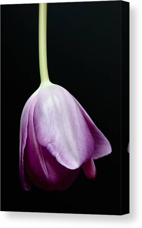 Black Background Canvas Print featuring the photograph Tipped Tulip by Christi Kraft