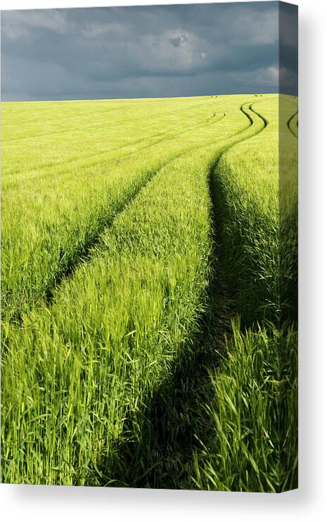 Scenics Canvas Print featuring the photograph Tire Tracks In Grain Field by Thomas Winz