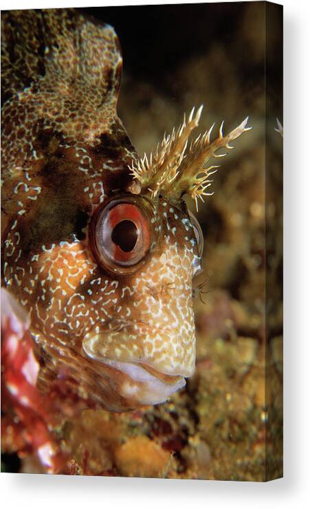 00283228 Canvas Print featuring the photograph Tompot Blenny Portrait by Hans Leijnse