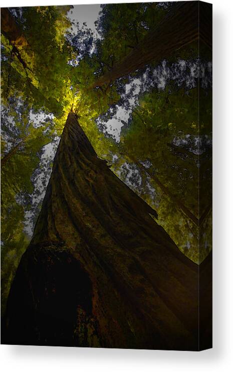 Sepia Canvas Print featuring the photograph Towering Giants by Kandy Hurley