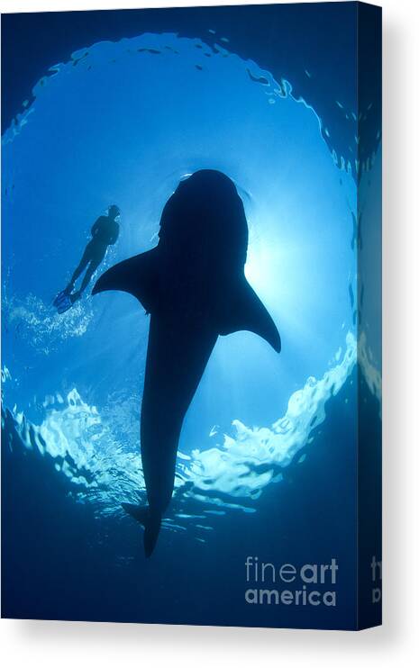 Whale Shark Canvas Print featuring the photograph Window by Aaron Whittemore