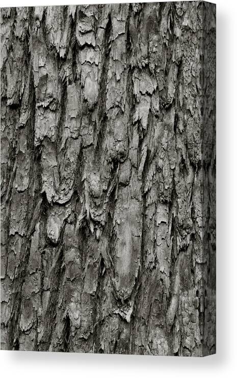 Texture Canvas Print featuring the photograph Tree Bark by Amarildo Correa