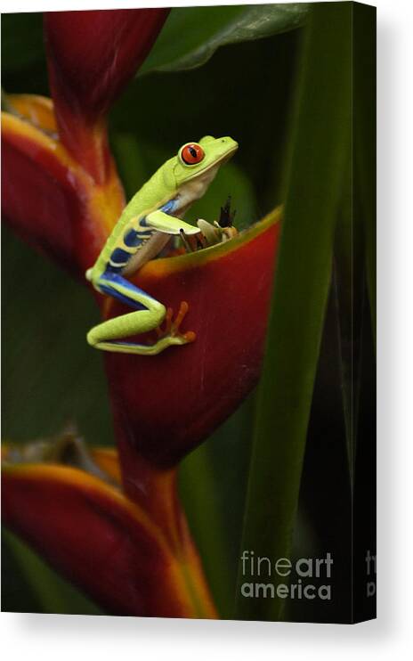 Frog Canvas Print featuring the photograph Tree Frog 3 by Bob Christopher