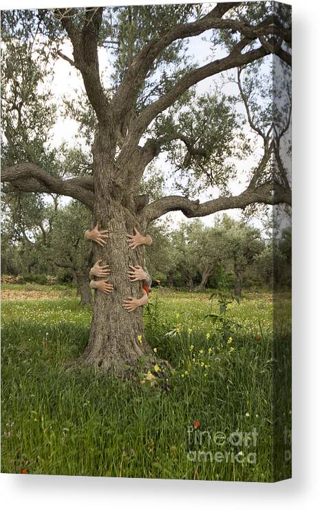 Tree Canvas Print featuring the photograph Tree Hugging Green Ecological Concept by Eyal Bartov