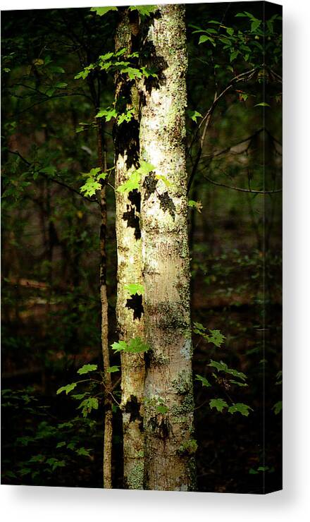 Tree Canvas Print featuring the photograph Tree In The Woods by Pamela Critchlow