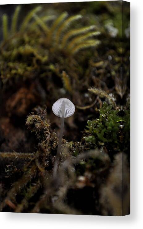 Tiny Canvas Print featuring the photograph Tree 'Shroom by Cathy Mahnke
