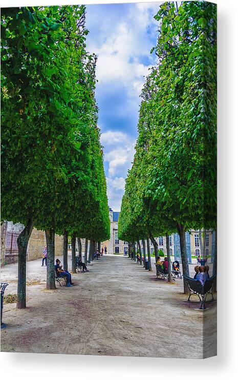 France Canvas Print featuring the photograph Trimmed Trees by Louis Dallara