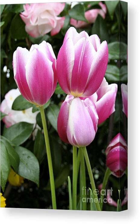 Trio Canvas Print featuring the photograph Trio of tulips by Jim Gillen