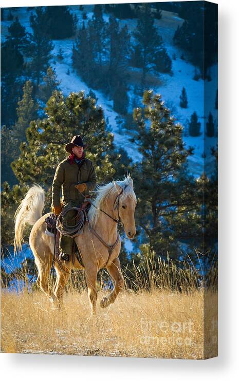 America Canvas Print featuring the photograph Trotting Palomino by Inge Johnsson