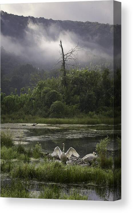 Trumpeter Swans Canvas Print featuring the photograph Trumpeter Swans at Sunrise by Michael Dougherty