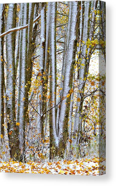 Trees Canvas Print featuring the photograph Trunks and Leaves by Susan Leggett