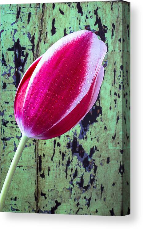 Red Canvas Print featuring the photograph Tulip against green wall by Garry Gay