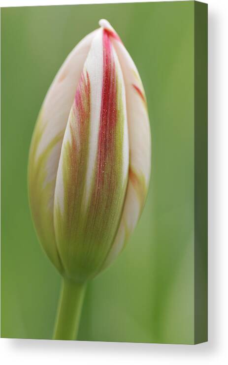 Tulip Canvas Print featuring the photograph Tulip red and white in spring by Matthias Hauser