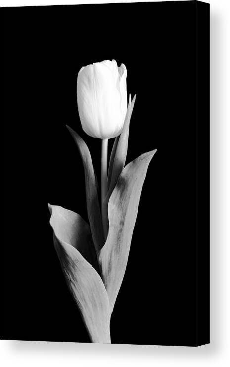 Tulip Canvas Print featuring the photograph Tulip by Sebastian Musial