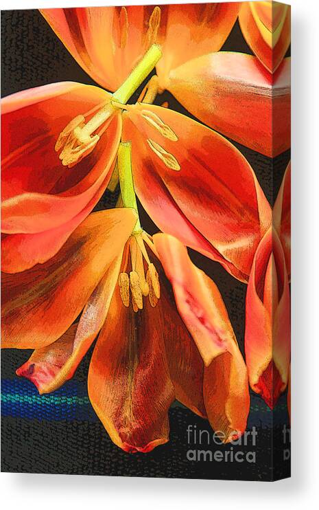 Color Canvas Print featuring the photograph Tulip Study 4 by Jeanette French