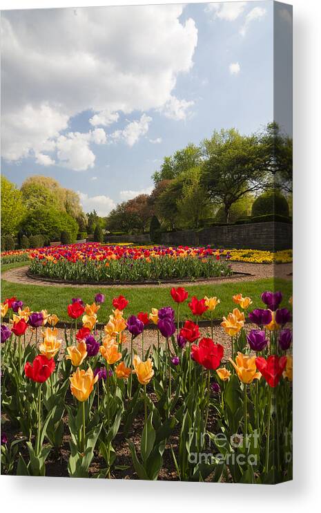 Cantigny Canvas Print featuring the photograph Tulip Time by Patty Colabuono