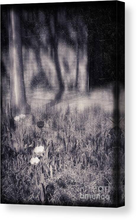 Tulips Canvas Print featuring the photograph Tulips and tree shadow by Silvia Ganora
