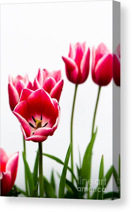  Canvas Print featuring the photograph Tulips Say Hello by Michael Arend