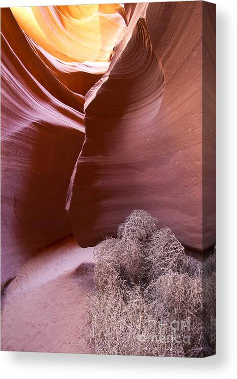 Nature Canvas Print featuring the photograph Tumbleweed in the canyon by Bryan Keil