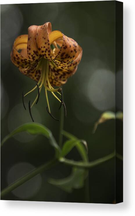 Blue Ridge Mountains Canvas Print featuring the photograph Turks Cap 0002 by Donald Brown
